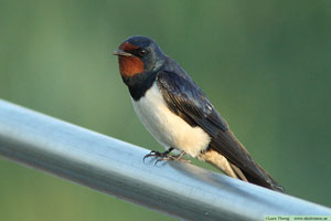 Ladusvala, Hirundo rustica